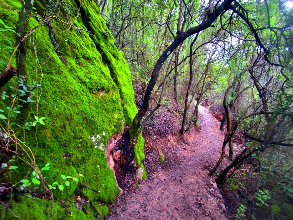 La Casa Del Naturalista El Bosque Eksteriør bilde