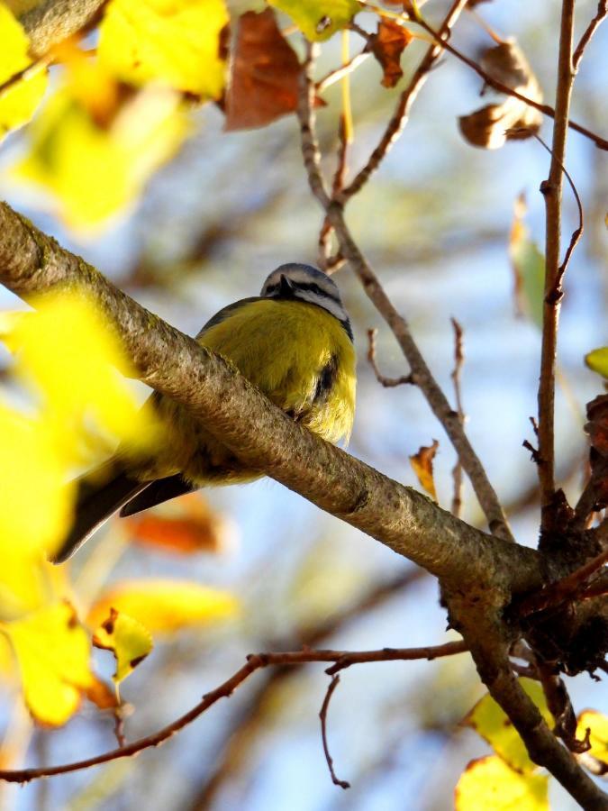 La Casa Del Naturalista El Bosque Eksteriør bilde